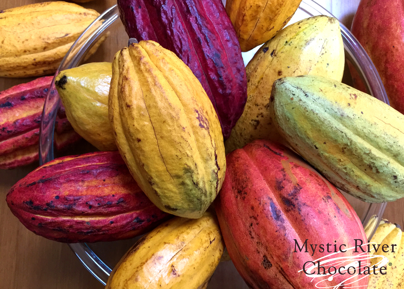 Mystic River Chocolate Cafe Cacao Pods